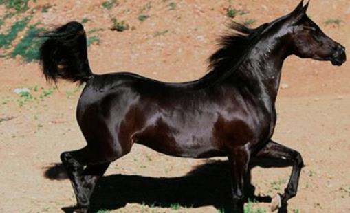 世界上最古老的馬 阿拉伯馬已有4500年的歷史