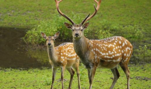 世界上最美的鹿 梅花鹿身上點綴著梅花狀斑點 毛色會變化