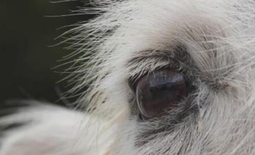 世界上睫毛最長的動物 駱駝的睫毛長且濃密 有內外兩層