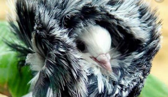 世界上最時(shí)髦的鳥 雅各賓鴿號(hào)稱最時(shí)髦“貴婦”