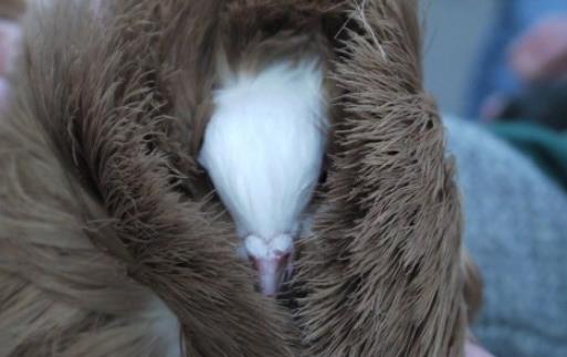 世界上最時(shí)髦的鳥 雅各賓鴿號(hào)稱最時(shí)髦“貴婦”