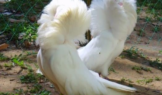 世界上最時(shí)髦的鳥 雅各賓鴿號(hào)稱最時(shí)髦“貴婦”