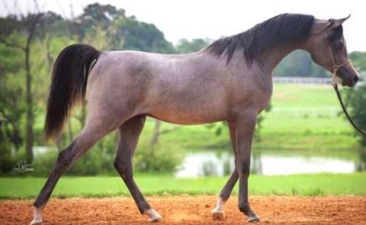 世上最貴的馬種 阿拉伯馬最古老最名貴