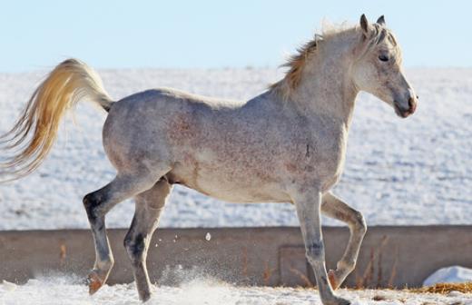 世上最貴的馬種 阿拉伯馬最古老最名貴