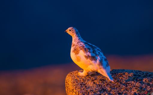 世界上羽色最多變的鳥 雷鳥的羽毛顏色對應季節而改變
