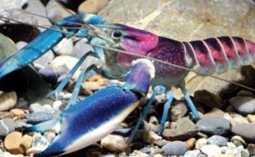 世界上最美的龍蝦 粉紅珊瑚螯蝦身體五彩斑斕 殼上繪著銀河星云