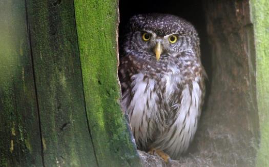 世界上最小的貓頭鷹 侏儒貓頭鷹體長十幾厘米 只比麻雀大一點
