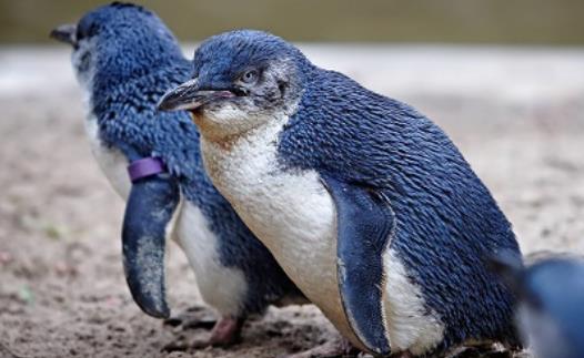 世界上最小的企鵝 小藍(lán)企鵝身高不足半米 生有漂亮的藍(lán)色羽毛