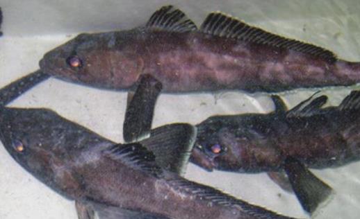 世界上最耐寒的魚 南極鱈魚能在南極海區幾千米深處生活