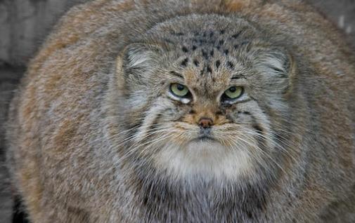 世界上最兇殘的貓 帕拉斯貓具有強烈攻擊性