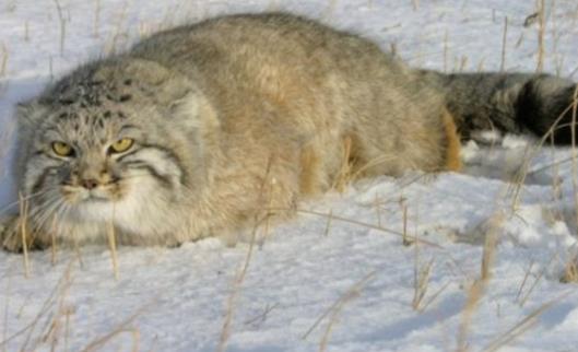 世界上最兇殘的貓 帕拉斯貓具有強烈攻擊性