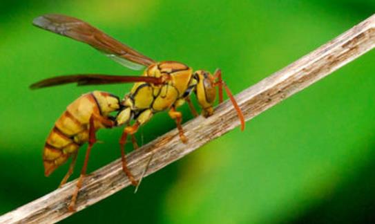 世界上最危險的蜜蜂 非洲殺人蜂已經螫死了1000多人