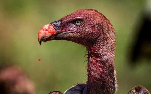 世界上飛的最高的鳥 黑白兀鷲能在11000米的高空飛行自如