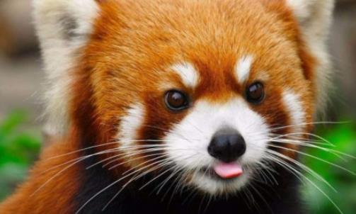 世界上最愛干凈的動物 浣熊進食前總要將食物清洗一遍