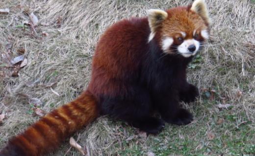 世界上最愛干凈的動物 浣熊進食前總要將食物清洗一遍