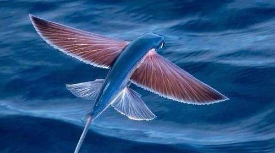 世界上飛的最遠的魚 飛魚擁有翼狀胸鰭 能在水面滑翔400多米
