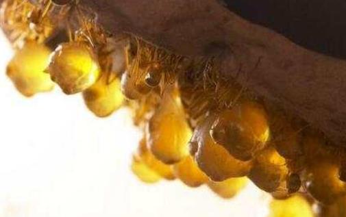 世界上最貪吃的動物 蜜罐蟻卯足了勁進(jìn)食 直到肚子快要撐破為止