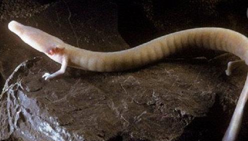 世界上最耐餓的動物 洞螈沒有食物仍可存活10年