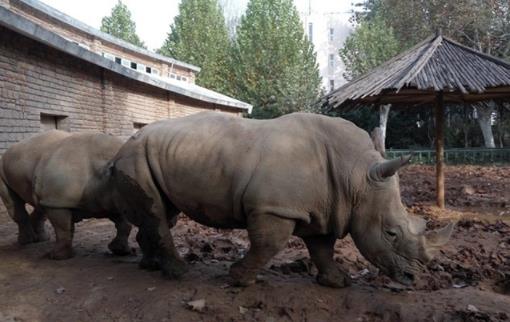 世界上最大的犀牛 白犀體長(zhǎng)3至4米 野生北部亞種已滅絕