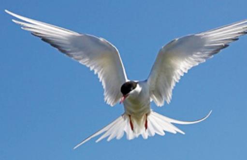 世界上飛的最遠的鳥 北極燕鷗每一次遷徙繞地球半周