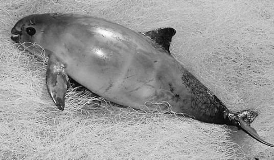 世界上最小的海豚 加灣鼠海豚平均體長不到1.5米 僅剩30頭