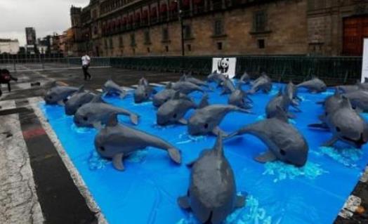 世界上最小的海豚 加灣鼠海豚平均體長不到1.5米 僅剩30頭