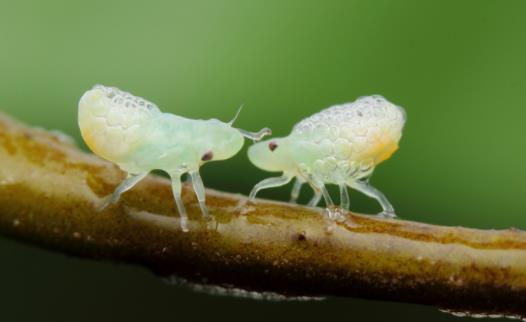 世界上跳的最高的昆蟲 沫蟬所跳高度達70厘米,相當于人類跳200米