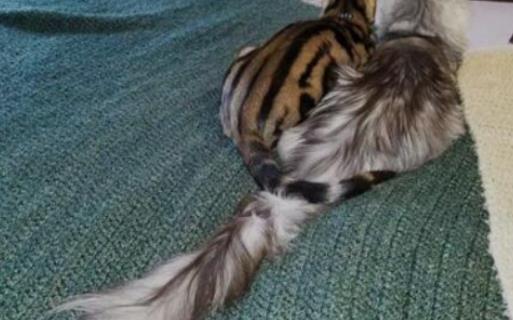 世界上尾巴最長的貓 兩歲時(shí)尾長達(dá)到44.66厘米