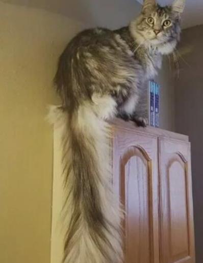 世界上尾巴最長的貓 兩歲時(shí)尾長達(dá)到44.66厘米