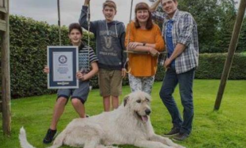 世界上尾巴最長的狗 尾長76.8厘米 接近身體長度