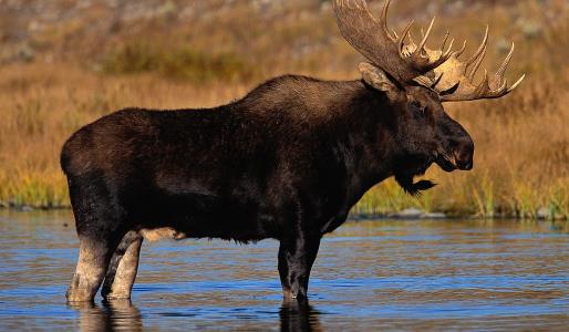 世界上最大的鹿 駝鹿體長至3米 體重達(dá)一噸