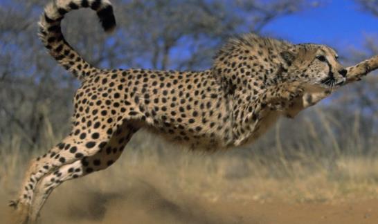 世界上跑的最快的動物 獵豹奔跑時(shí)最高時(shí)速達(dá)120公里