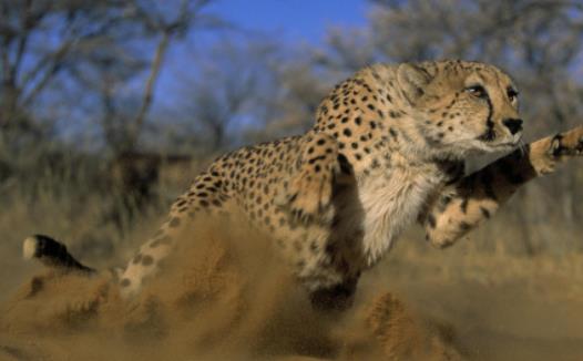 世界上跑的最快的動物 獵豹奔跑時(shí)最高時(shí)速達(dá)120公里