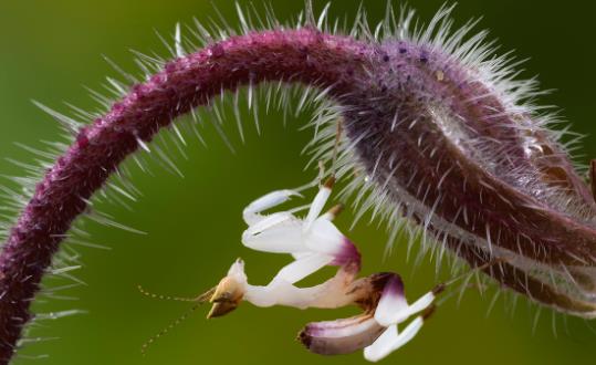 世界上最美的螳螂 蘭花螳螂外形極像蘭花 是偽裝高手