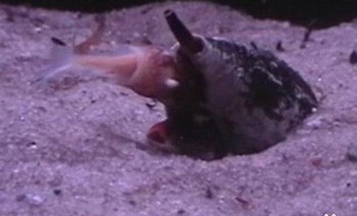 世界上最毒的海螺 雞心螺的毒液能致10人死亡