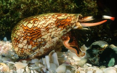 世界上最毒的海螺 雞心螺的毒液能致10人死亡