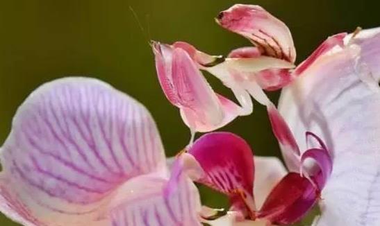 世界上最美的螳螂 蘭花螳螂外形極像蘭花 是偽裝高手