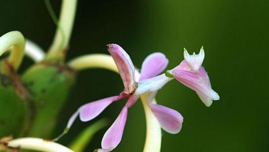 世界上最美的螳螂 蘭花螳螂外形極像蘭花 是偽裝高手