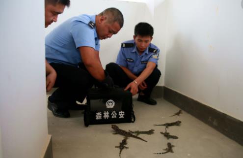 世界上最大的壁虎 大壁虎長達2.3米藥用價值高