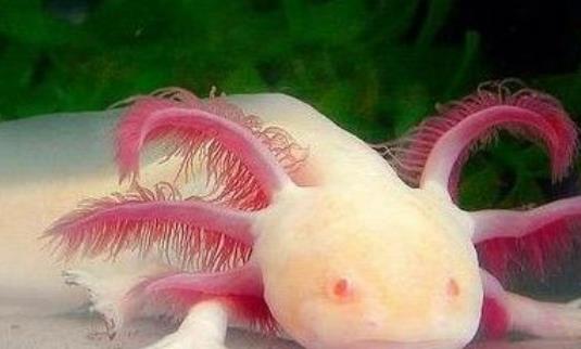 世界上最奇特的魚 六角龍魚長相呆萌用四條腿爬行