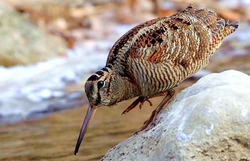 世界上飛得最慢的鳥(niǎo) 丘鷸飛行速度僅為8千米/小時(shí)