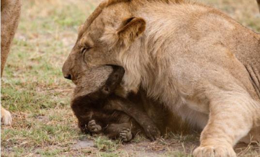 世界上最大膽的動物 蜜獾堪稱動物界中的貝爺