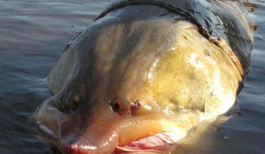 中國(guó)最大的淡水魚 黑龍江最大鰉魚500公斤
