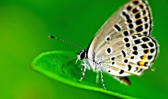 中國最小的蝴蝶 西雙版納小灰蝶僅有13毫米