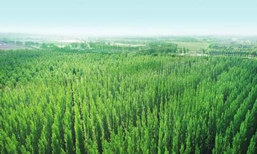 中國最大的造林工程 三北防護林總面積406.9萬平方公里
