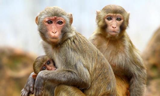 中國十大禁菜排行榜 猴頭因吃法太殘忍被禁