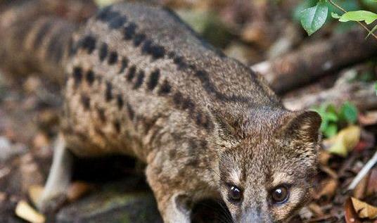 交配時間最長的動物 馬島縞貍長達8小時(還每天4次)