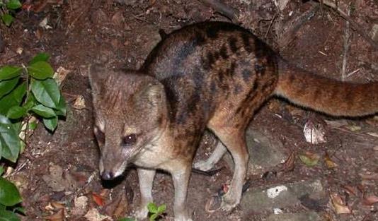 交配時間最長的動物 馬島縞貍長達8小時(還每天4次)