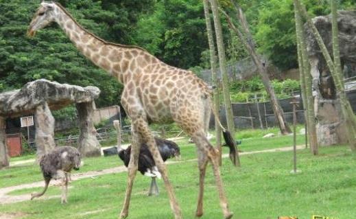 世界最高長頸鹿 馬沙伊公長頸鹿身高達6米