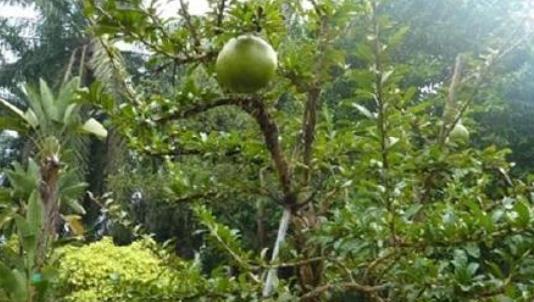世界上最危險的樹 炸彈樹鐵西瓜威力堪比炸彈